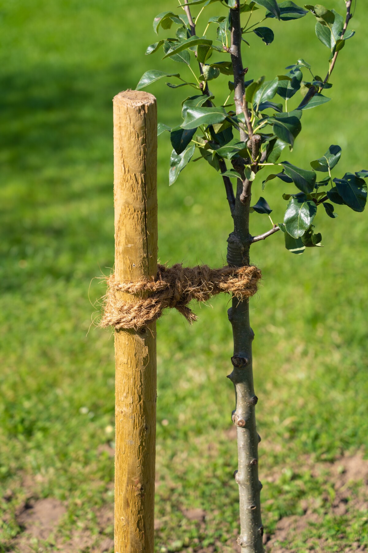 Small apple tree staked to a dowel