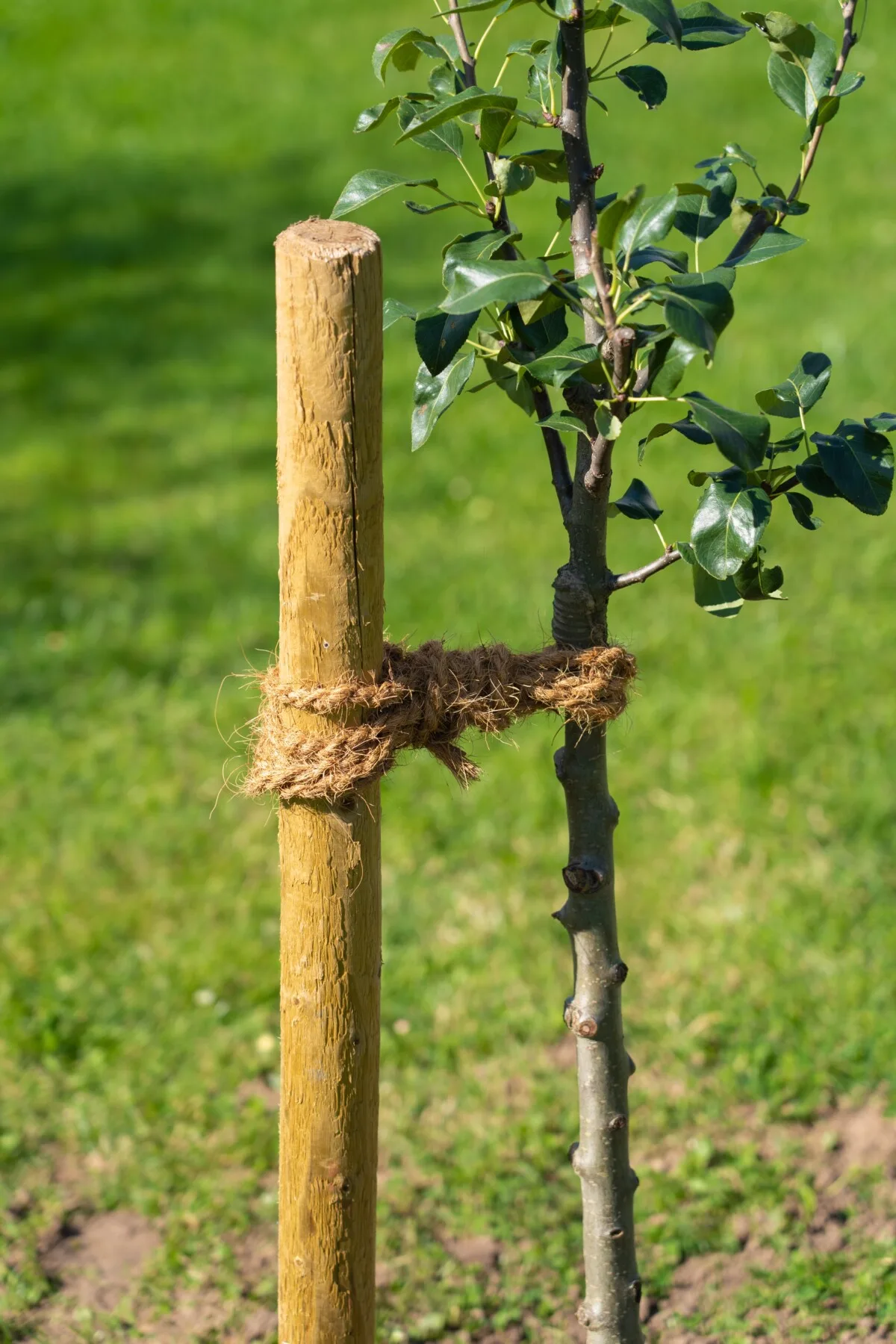 Small apple tree staked to a dowel