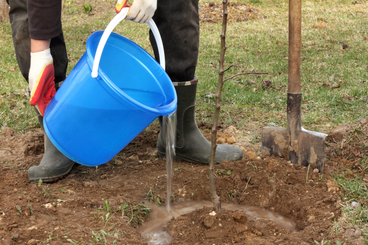 Someone using a bucket to water a newly planted tree