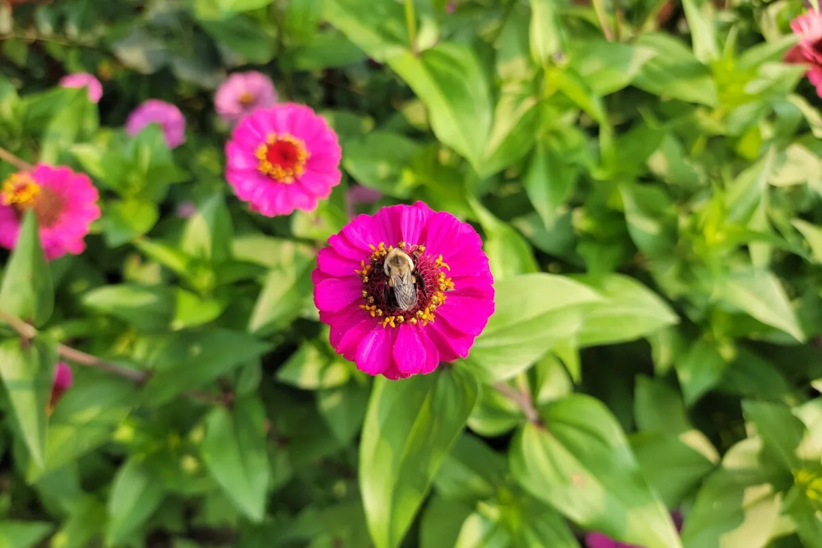 zinnia with bumble bee in the center