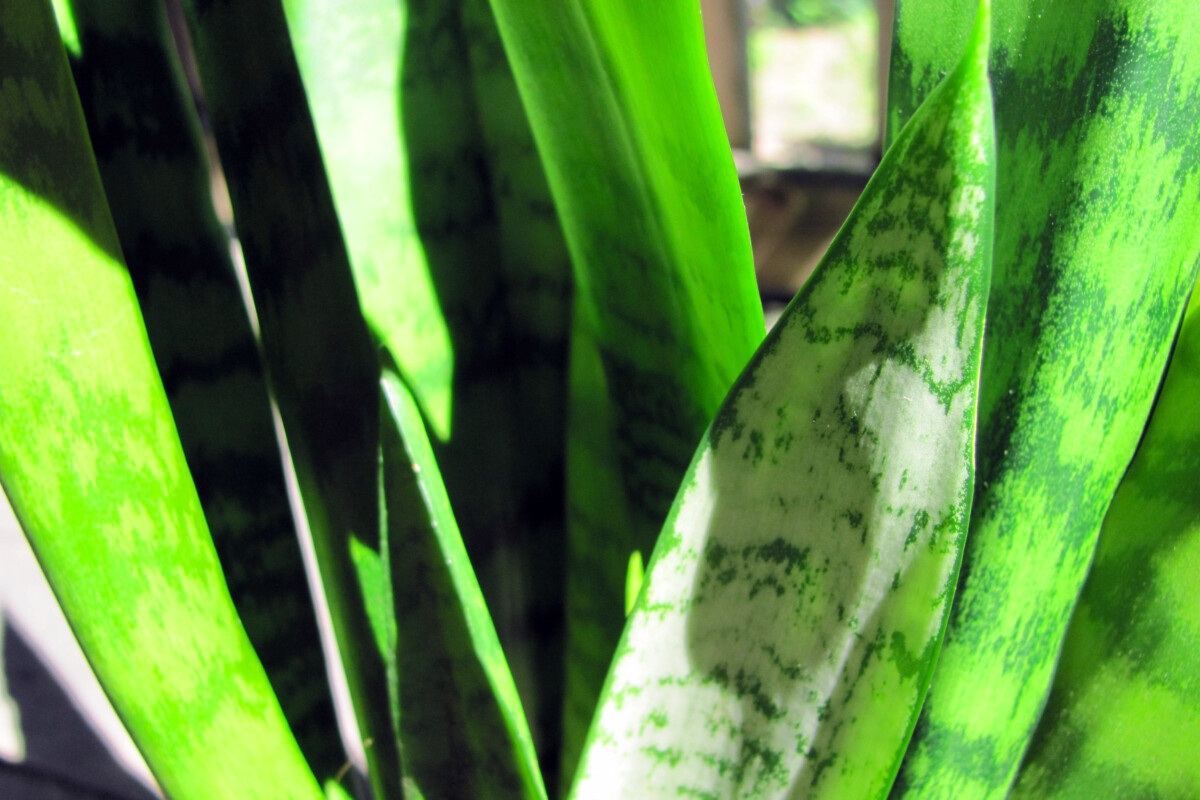 Close up of snakeplant