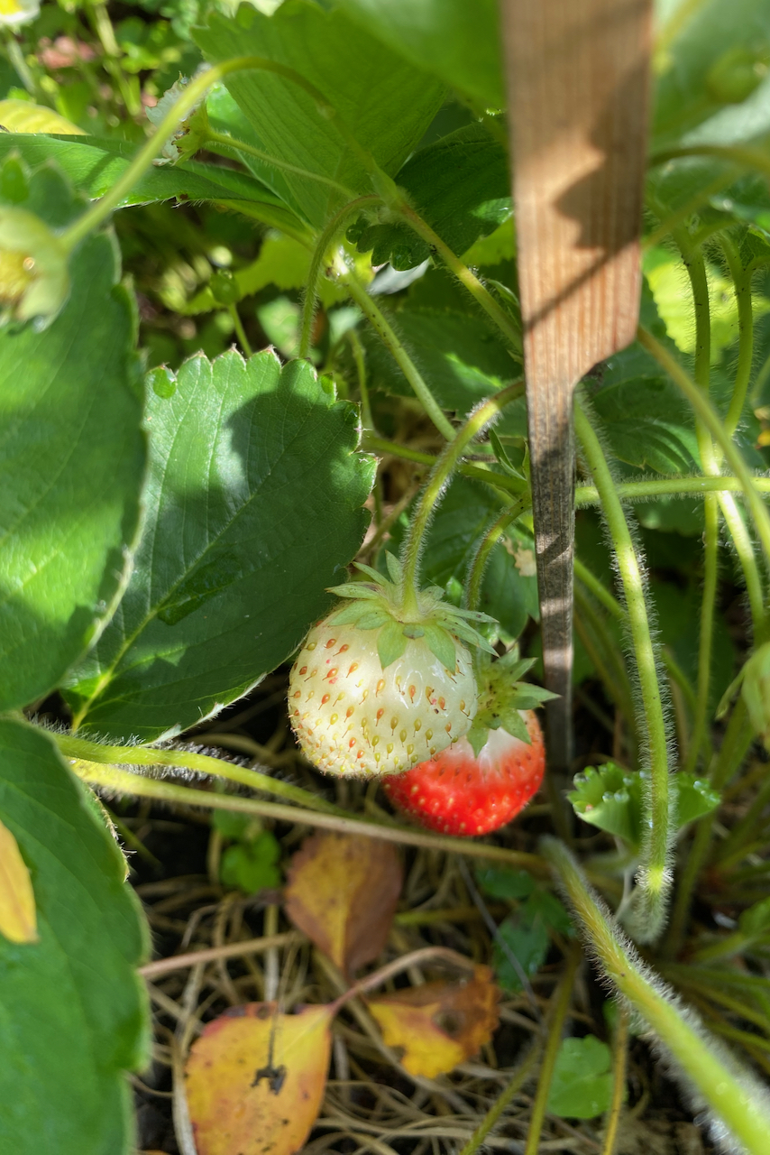 Strawberries ripening. 