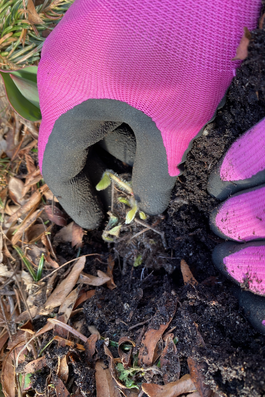 Gloved hand planting a bare root strawberry plant