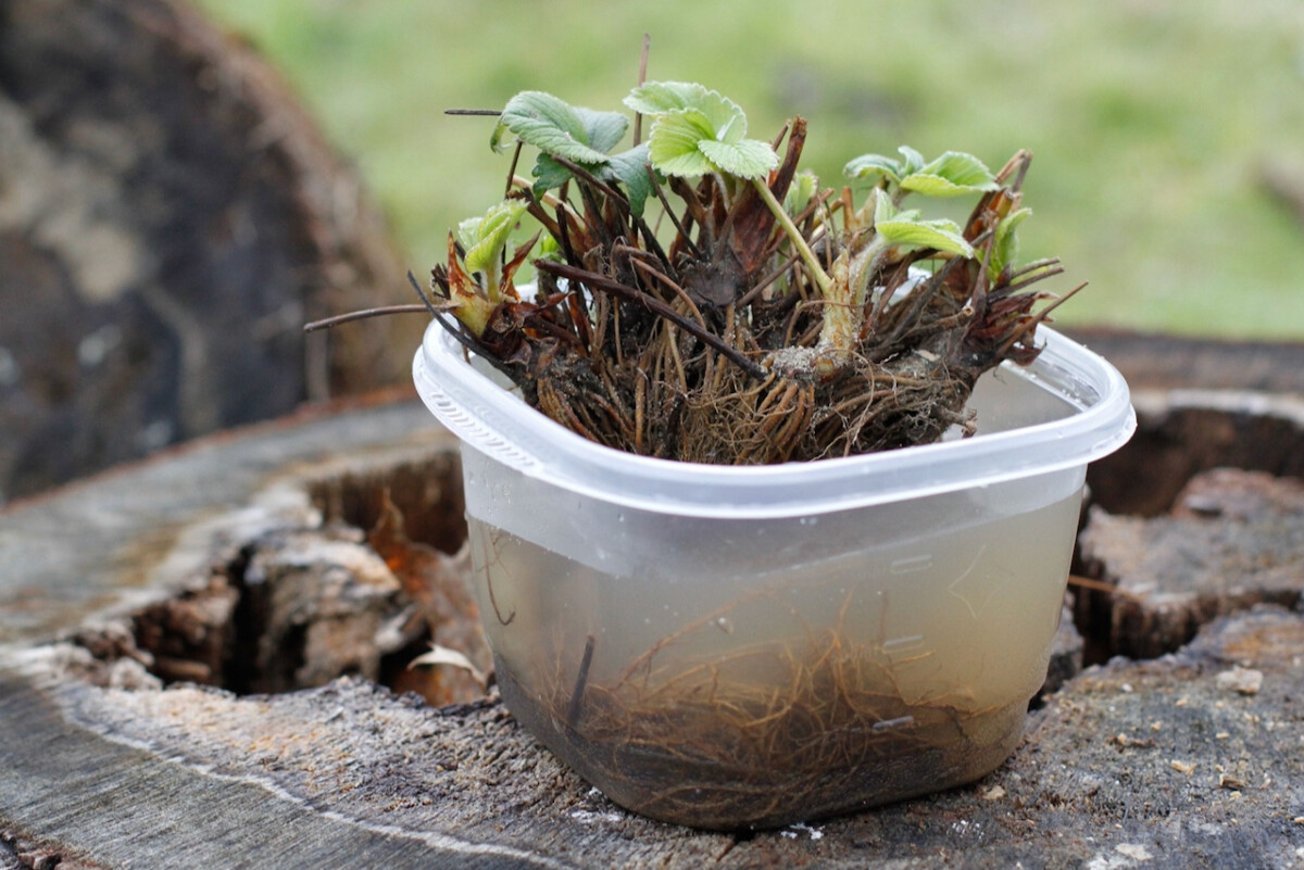 Plastic container filled with water and bare root strawberry plants soaking