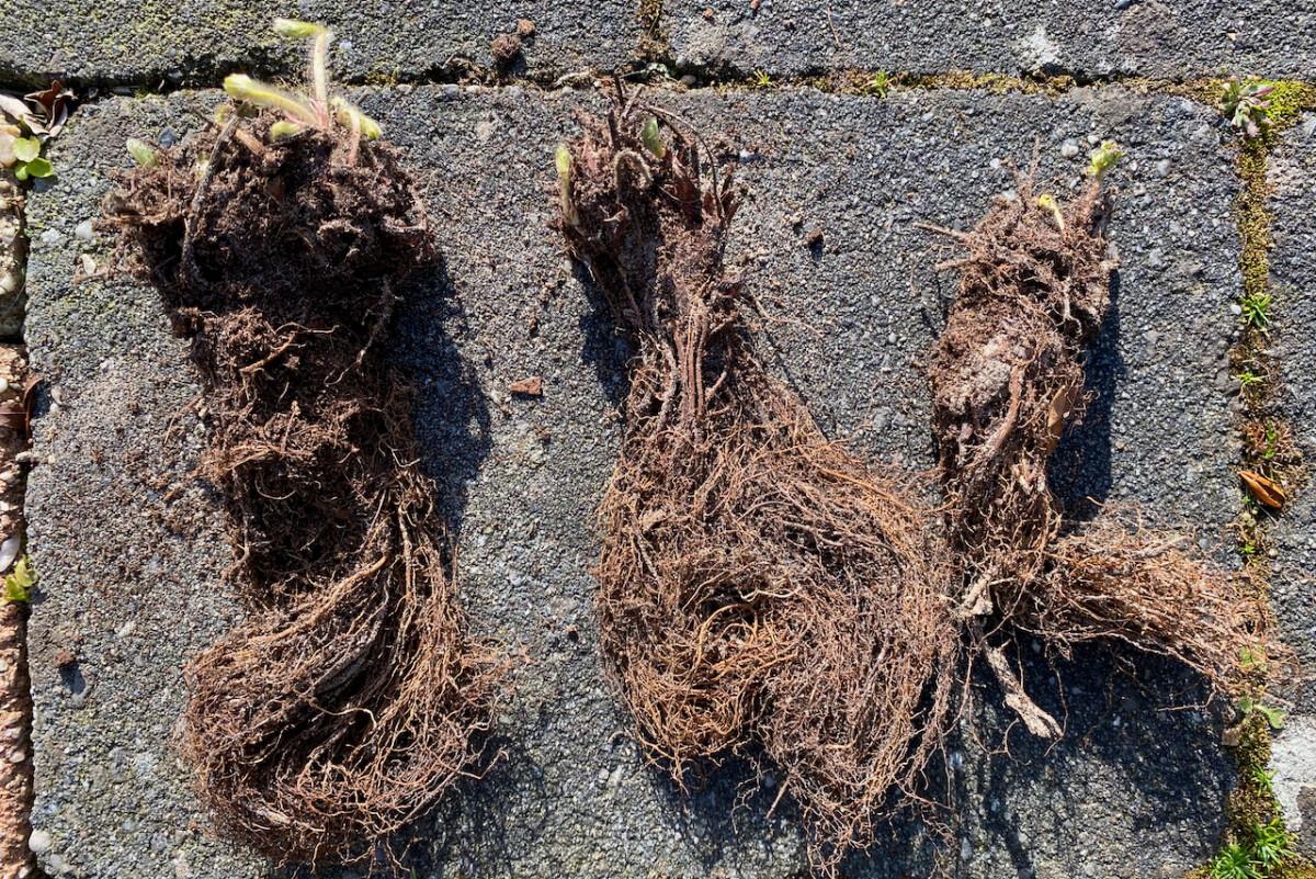 bare root strawberry plants lying on pavers