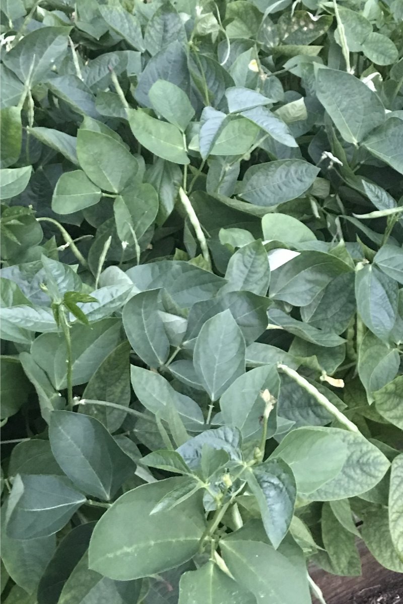 Field peas and beans to fix nitrogen