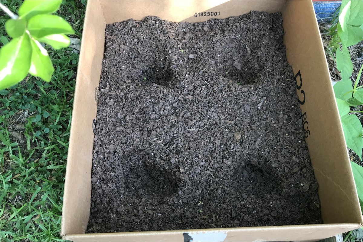 Cardboard box ready for planting potatoes