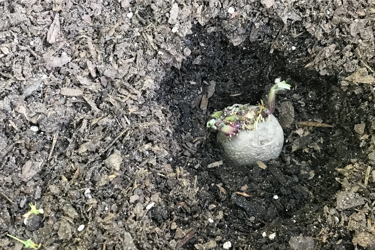 How to Easily Grow Potatoes In a Cardboard Box