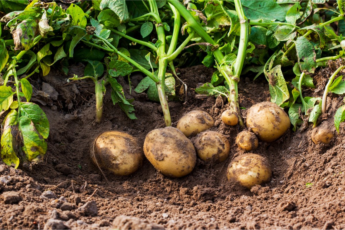 Newly dug potatoes