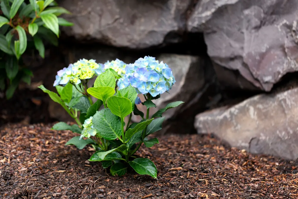Small hydrangea bush with blue blooms