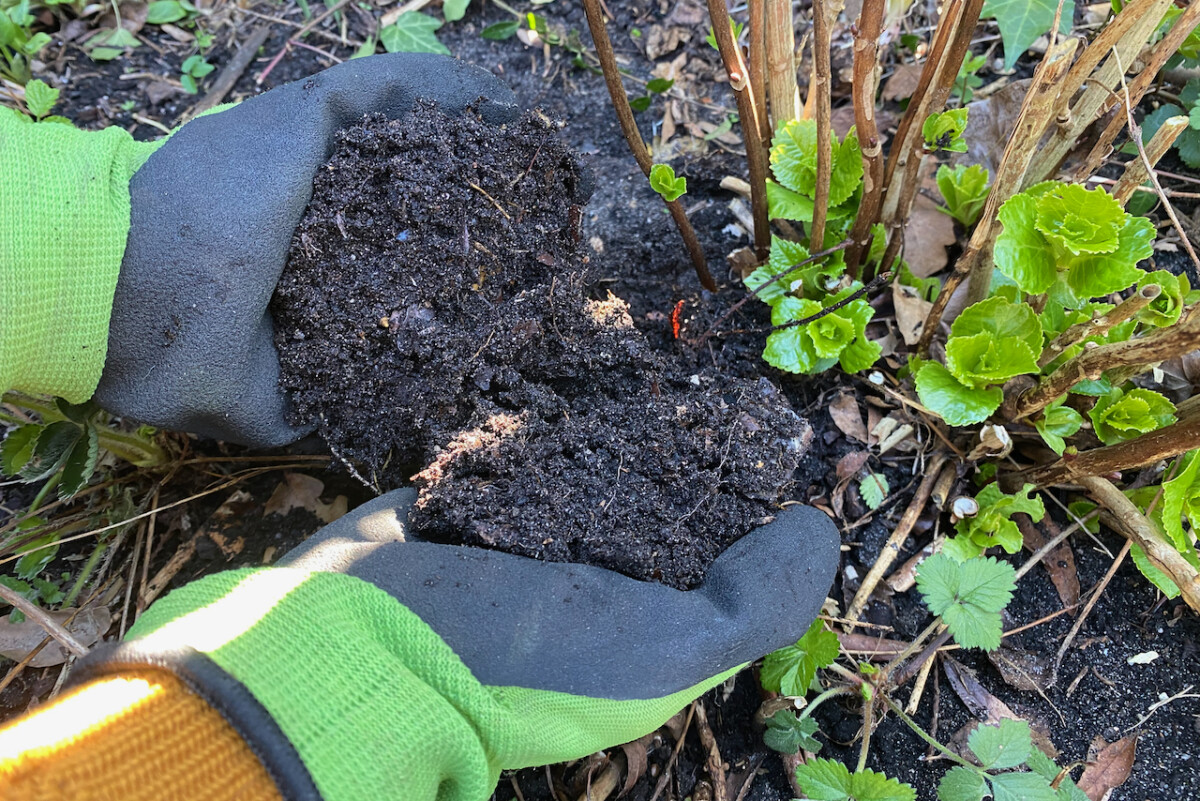 Gloved hands putting compost on hydrangea bush