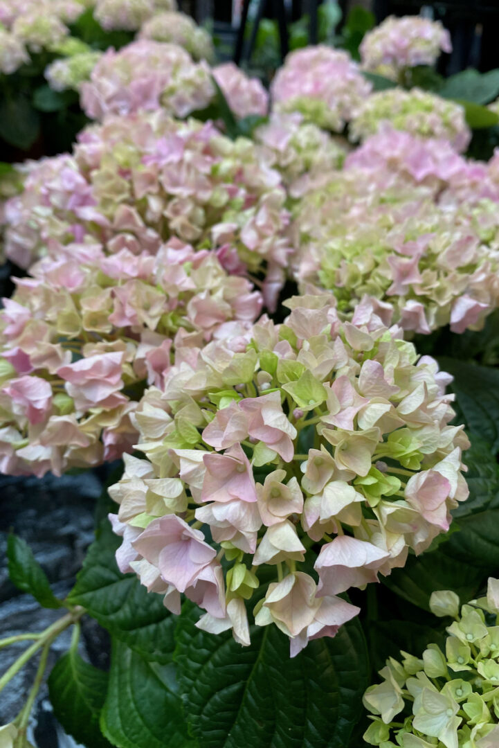 5 Spring Hydrangea Jobs for Beautiful Summer Blooms