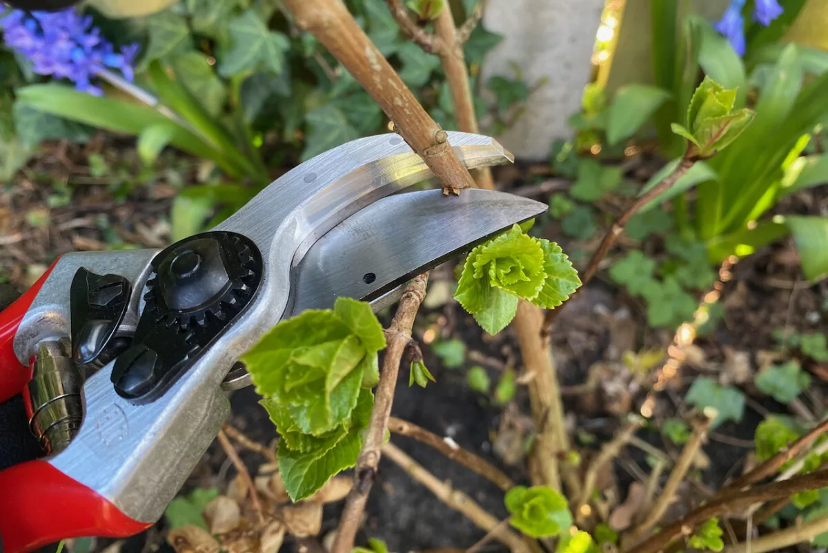 Pruners cutting hydrangea bush