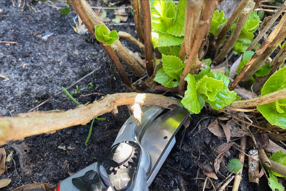 Pruners making a close cut of a hydrangea bush
