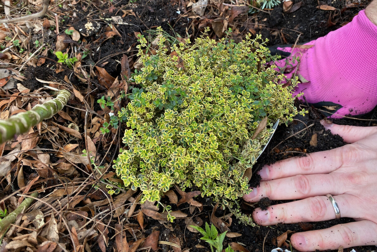 Hands planting a thyme plant