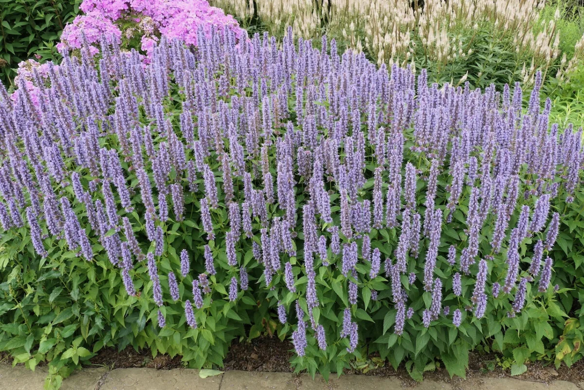 10 Perennials That Need Early Spring Pruning For Stunning Summer Blooms