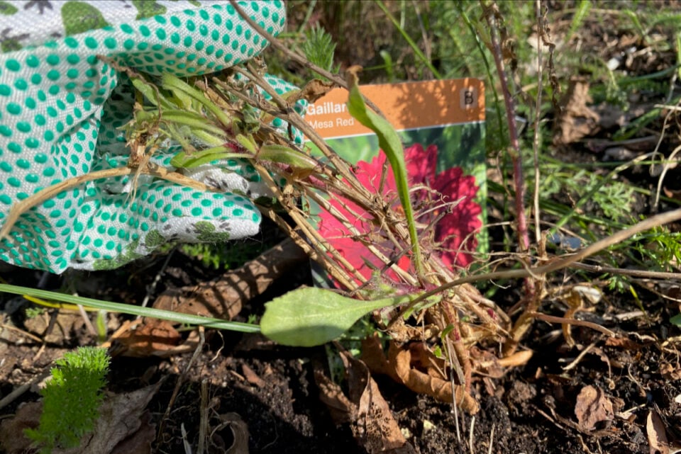 10 Perennials That Need Early Spring Pruning For Stunning Summer Blooms