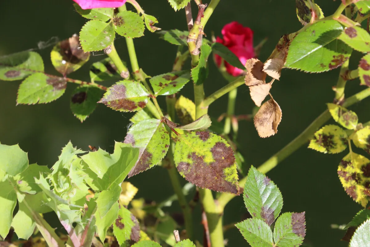 Rose bush with black spot infection