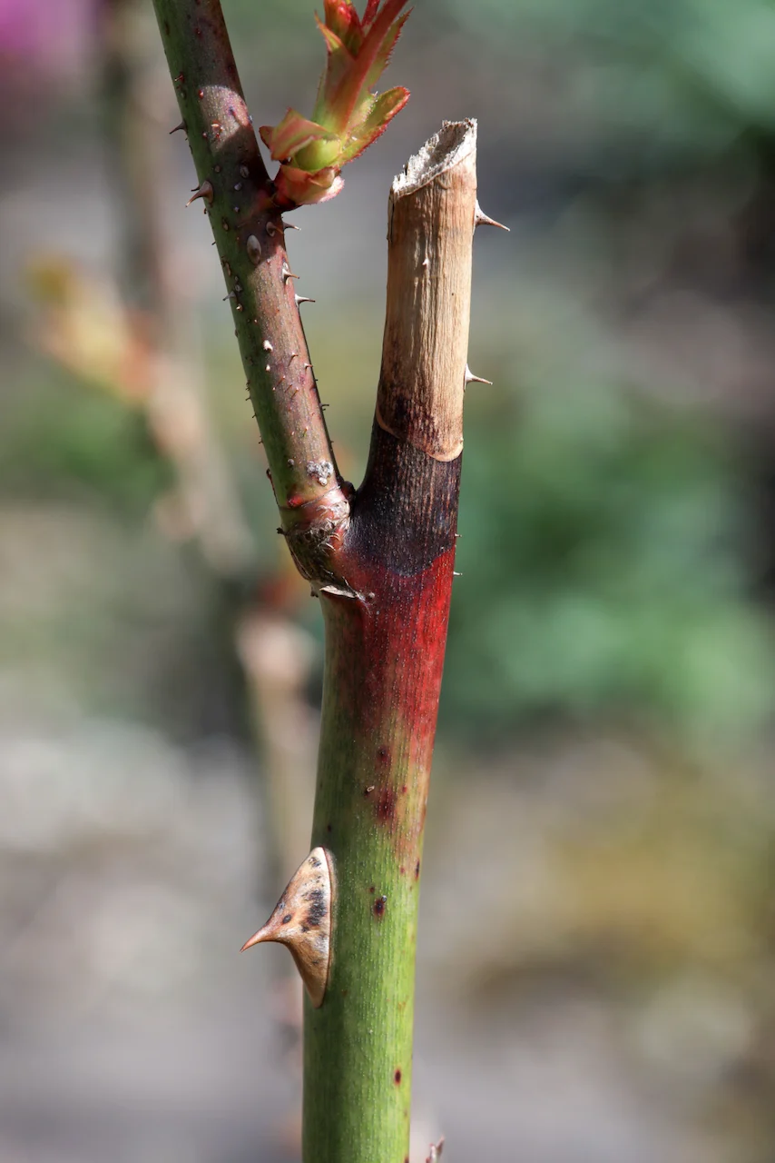 Close up of a weathered stem on a rose bush.