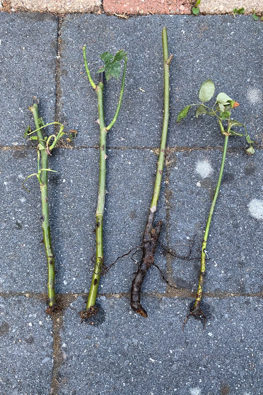 Four rooted rose cuttings.