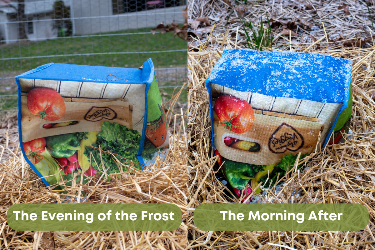 Before and after photo of a shopping bag covering seedling in a garden