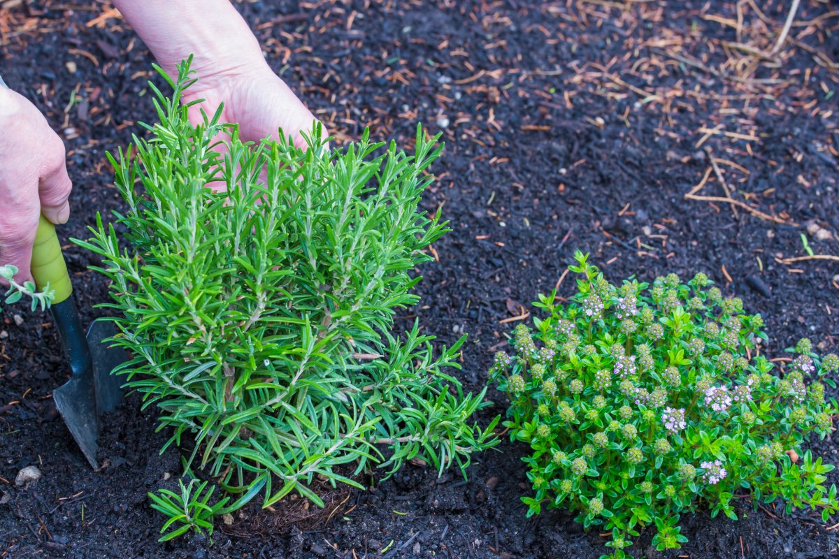 hands planting rosemary next to thyme