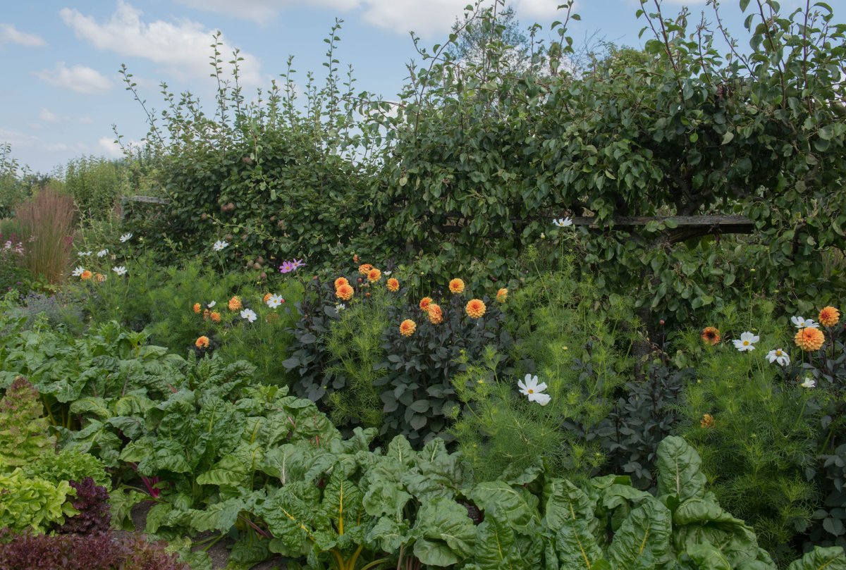 Garden with many varieties of flowers, herbs and vegetables
