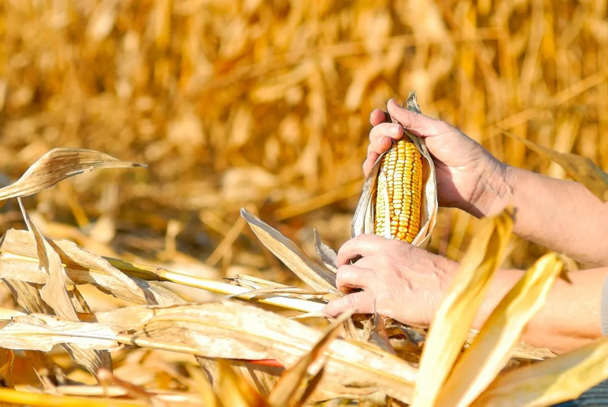 Hand holding dent corn