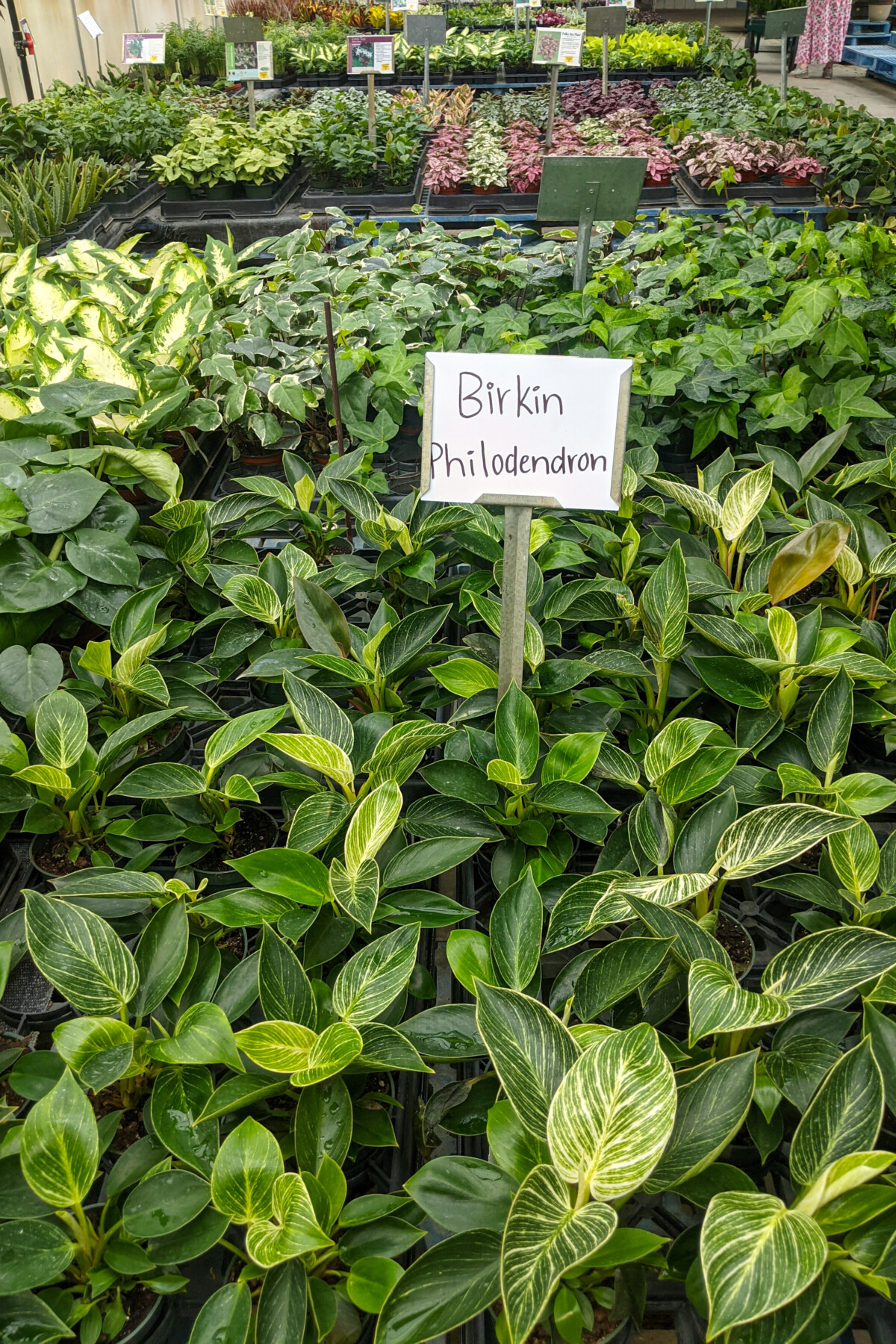 Many potted birkin philodendrons in a greenhouse