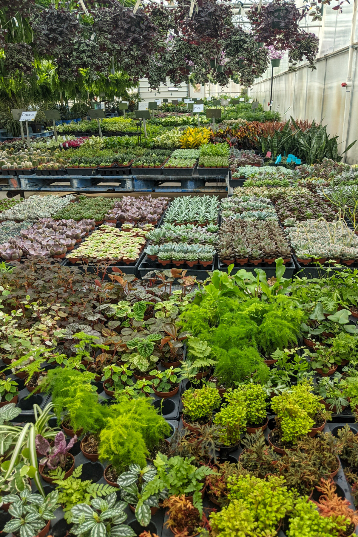 View of a well-stocked commercial greenhouse filled with houseplants.