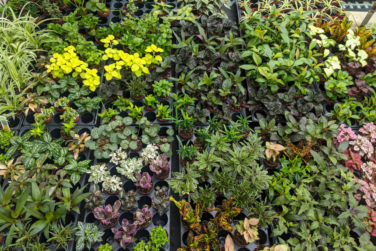Overhead view of dozens of small 2" potted plants for sale.