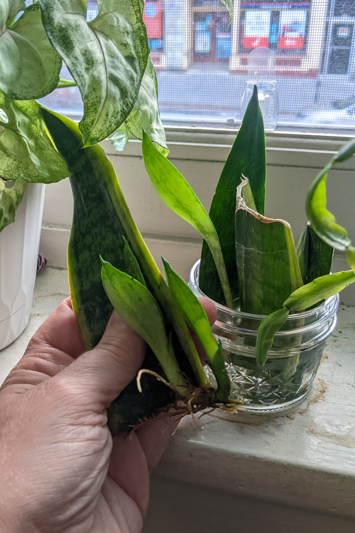 Woman's hand holding a snakeplant cutting with roots