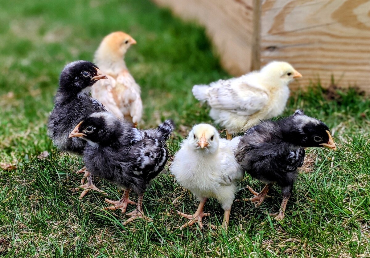 Small chicks