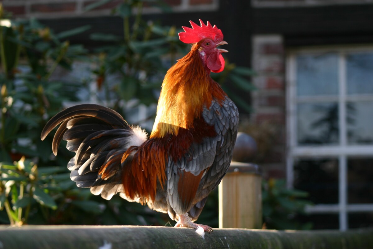 A rooster crowing