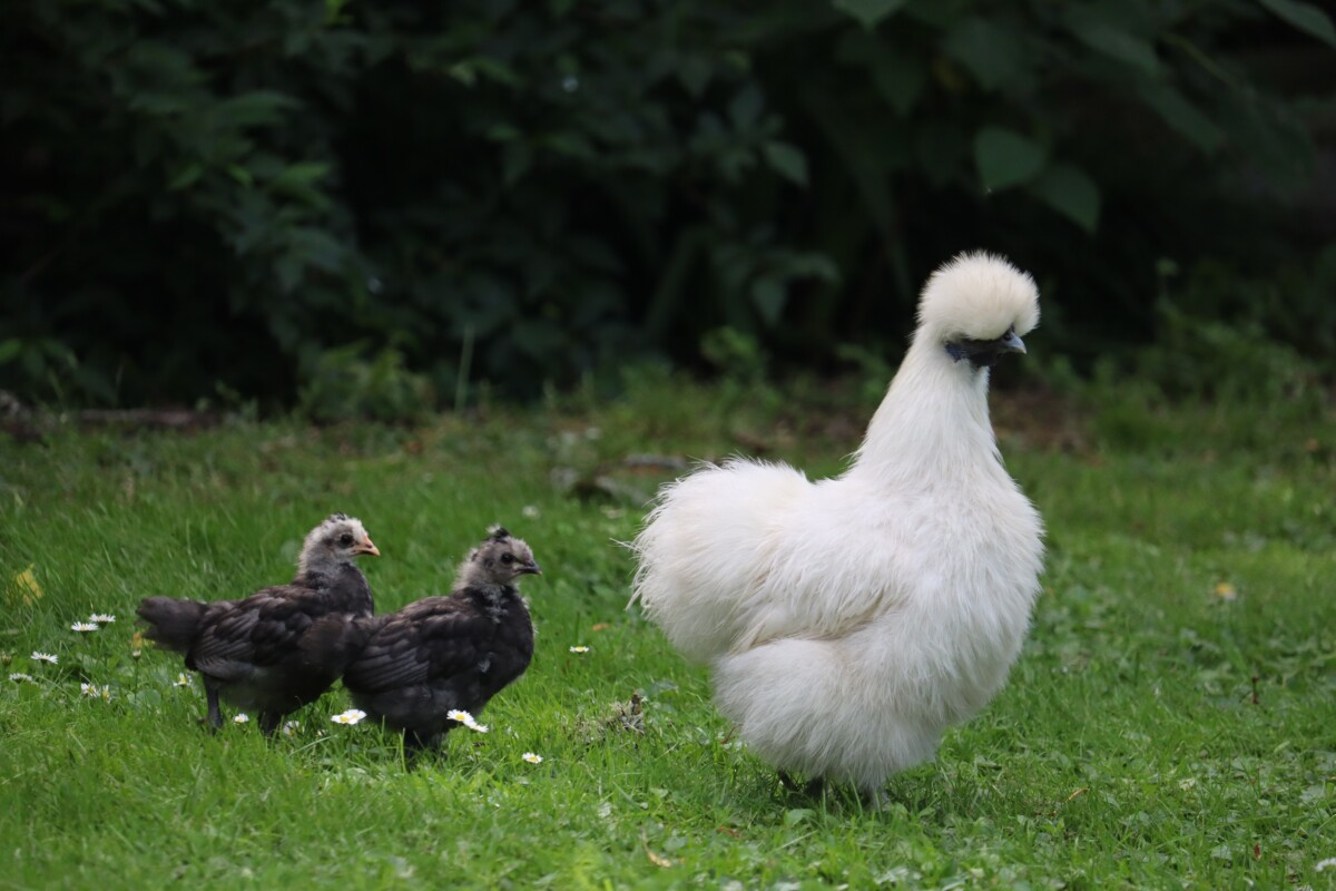 Silkie with chicks