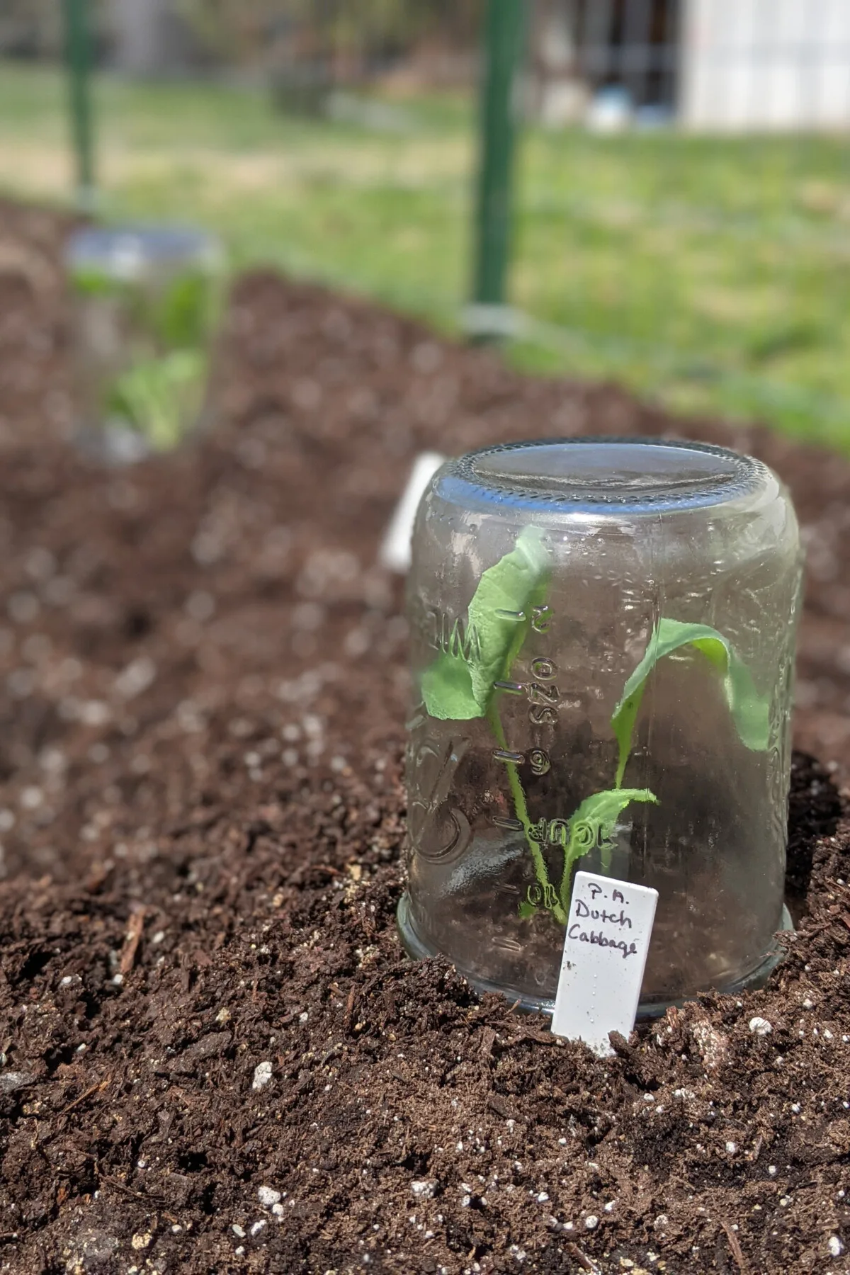 Cabbage seedling under jar
