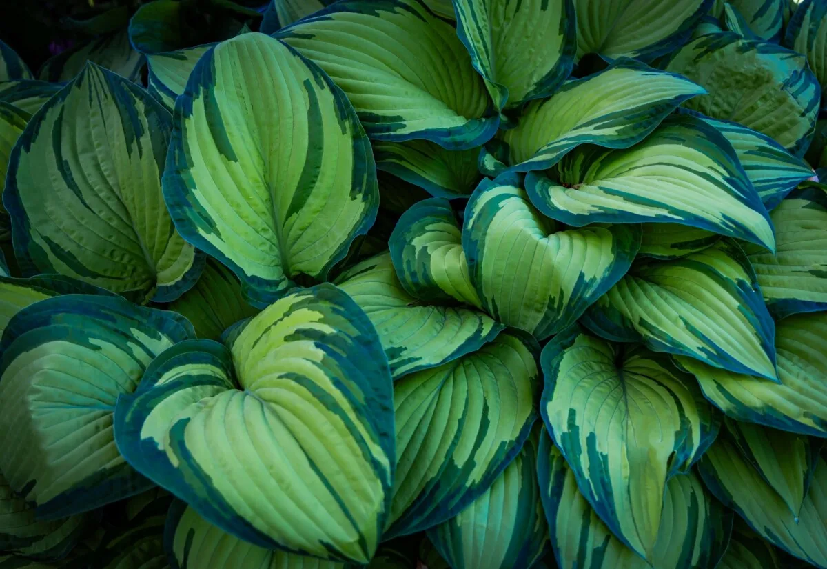 Green variegated hostas