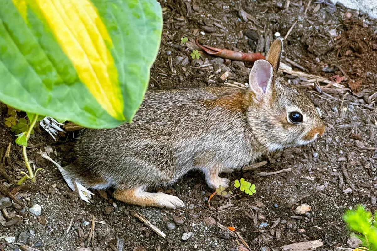 Rabbit hiding beneath a hosta leaf.