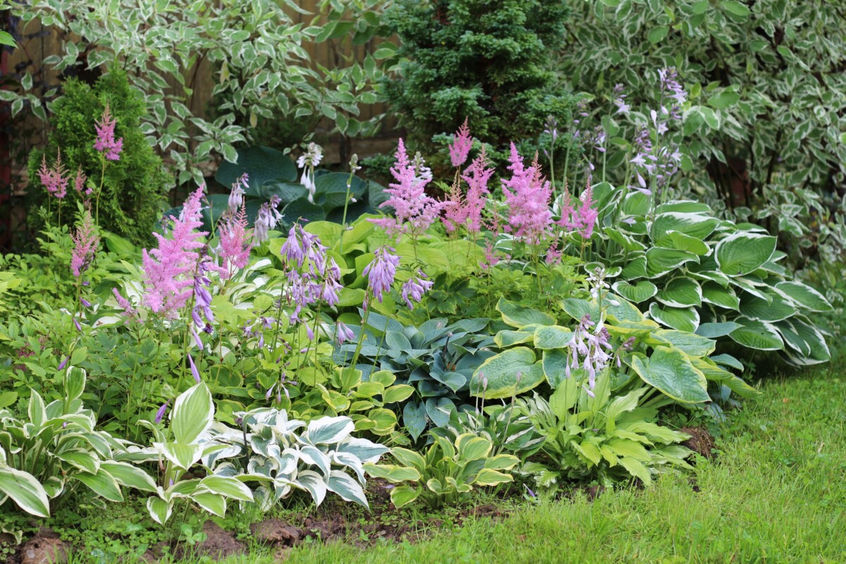 Flower bed filled with hostas and astilbe