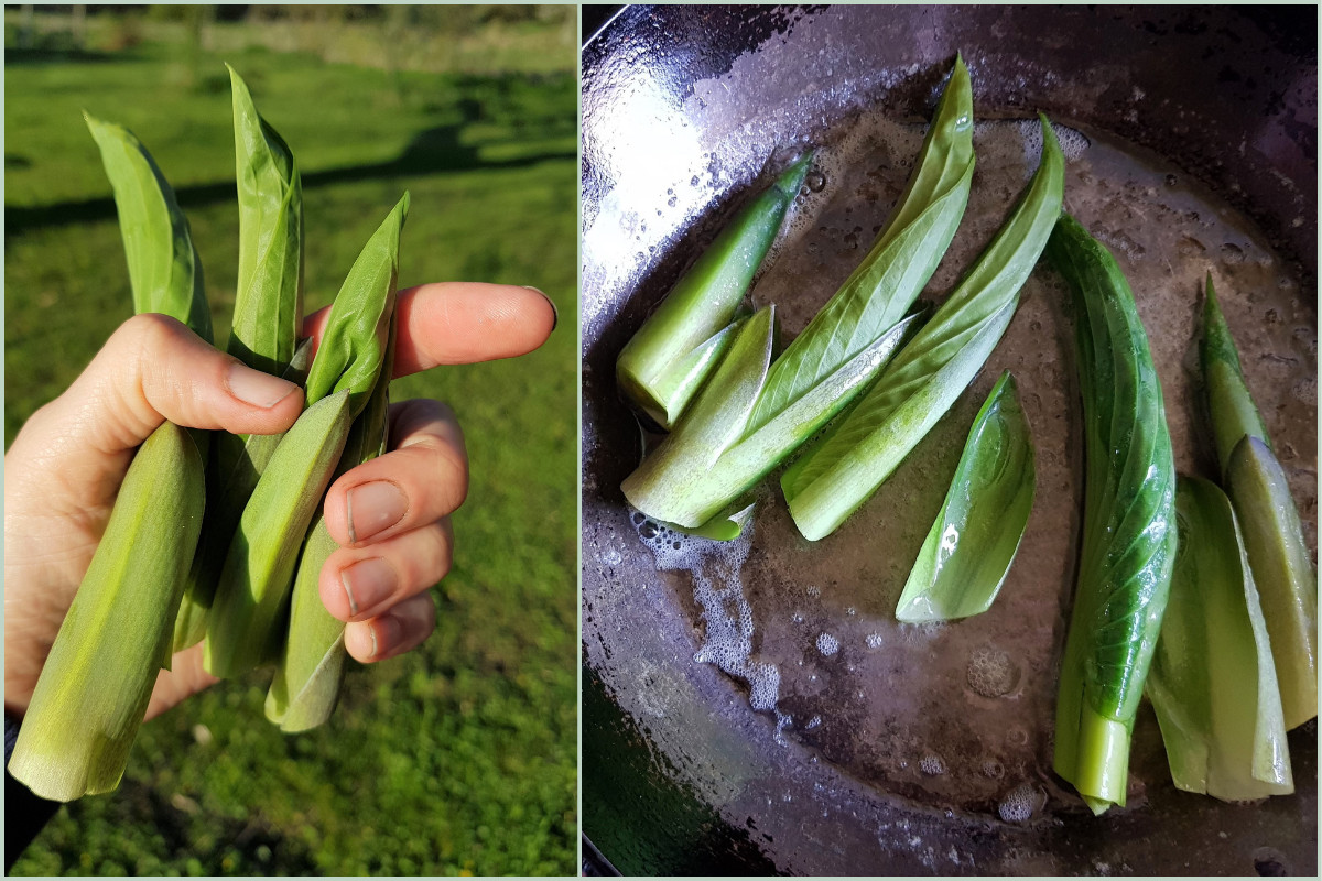 Hand holding hosta shoots and hosta shoots in a frying pan