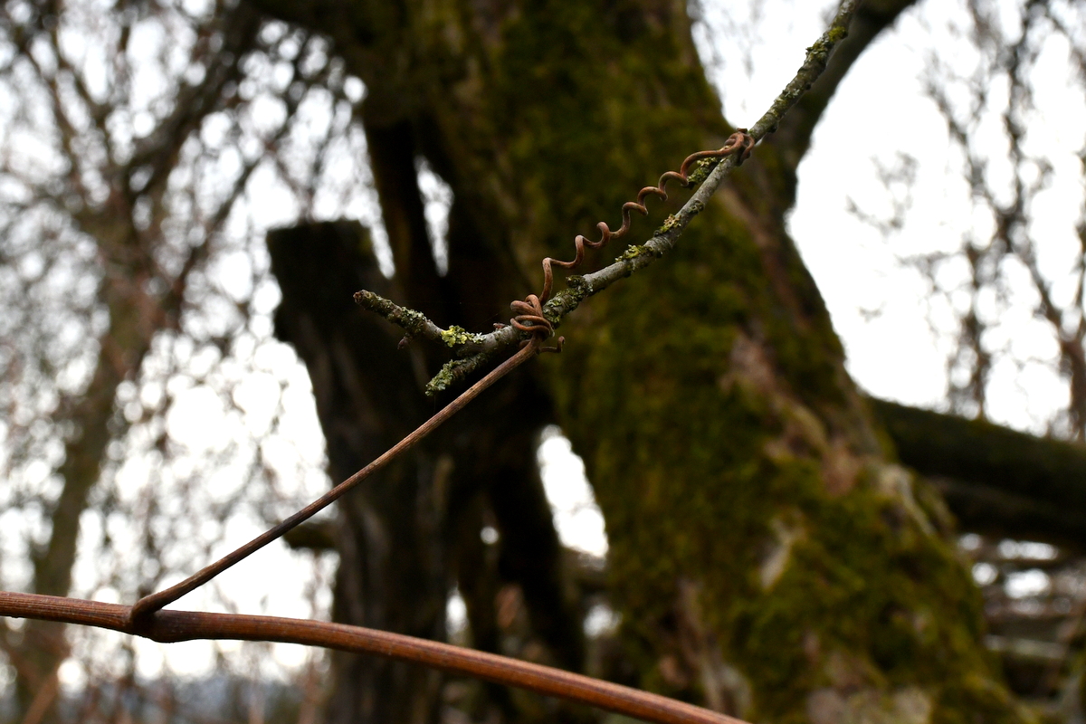 Grapevine tendril grasping a tree branch.