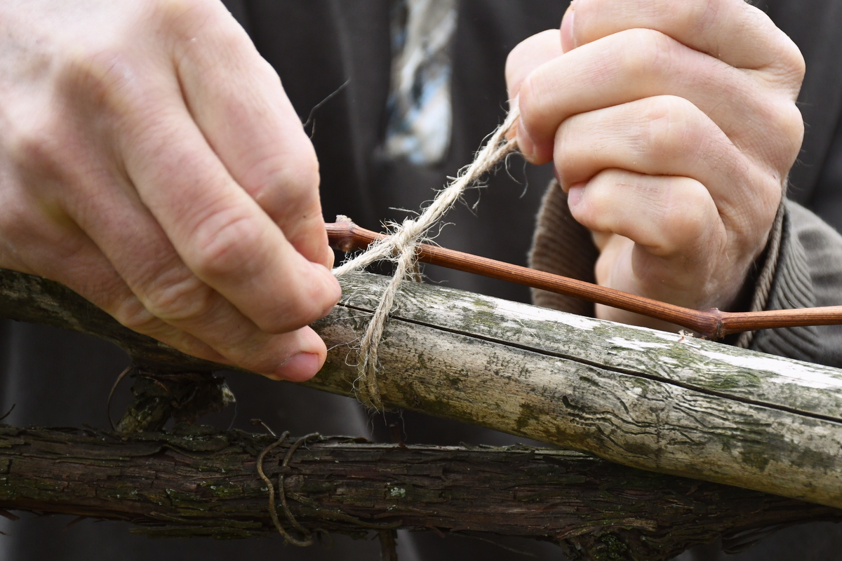 Hands using twine to tie a grapevine to a trellis