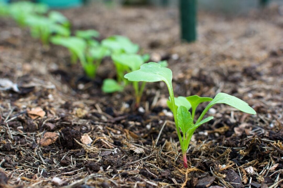 WHAT VEGETABLES SHOULD BE PLANTED IN MARCH visual data 6