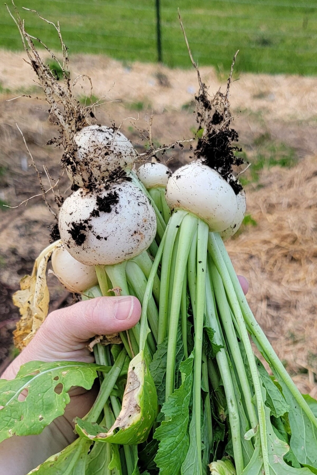woman's hand holding up turnips