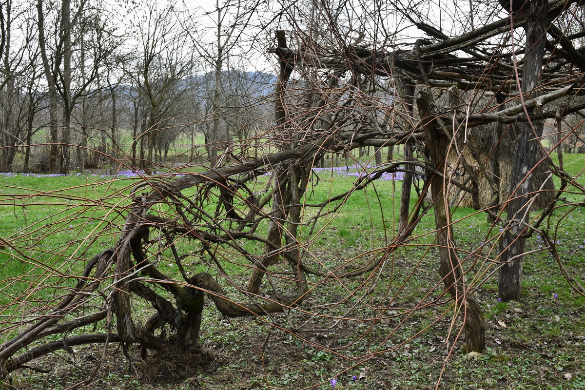 Old grapevines that need to be pruned.