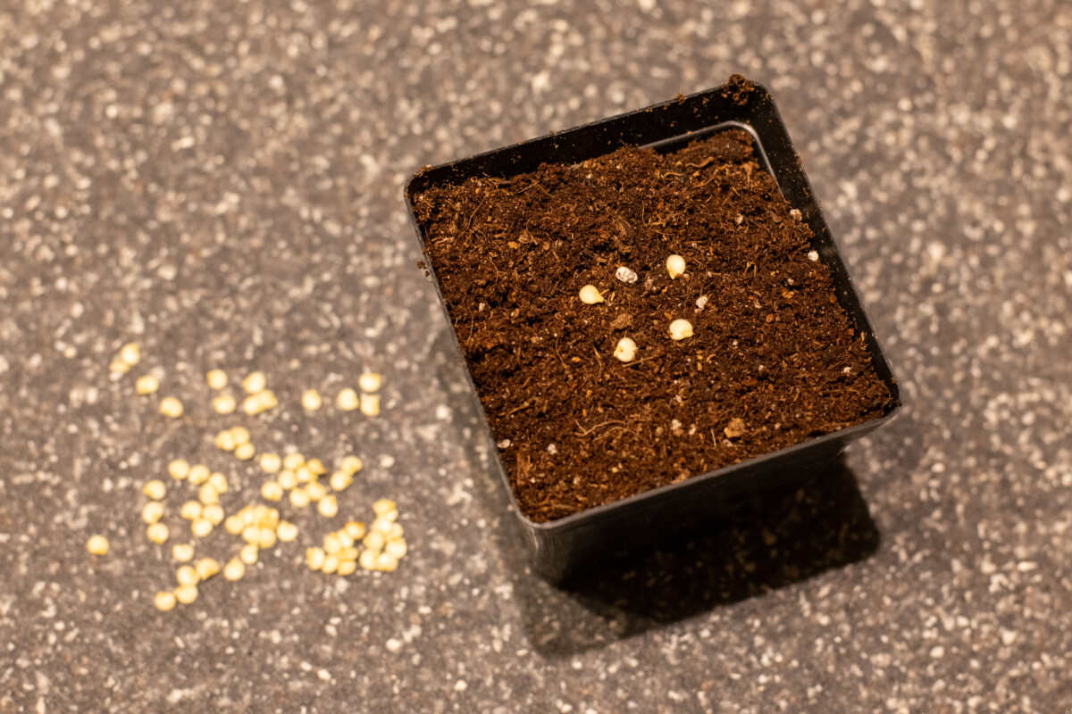Small pot with four pepper seeds on top of soil 