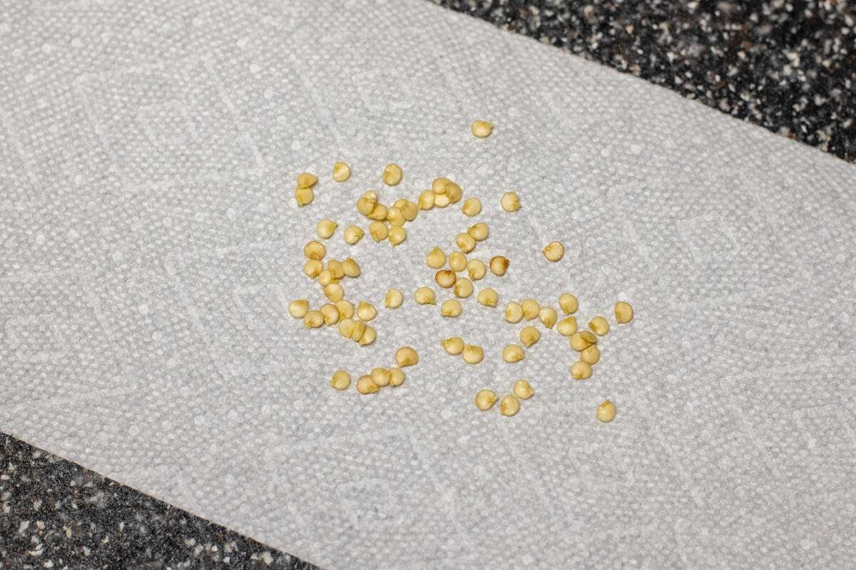 Pepper seeds on a paper towel