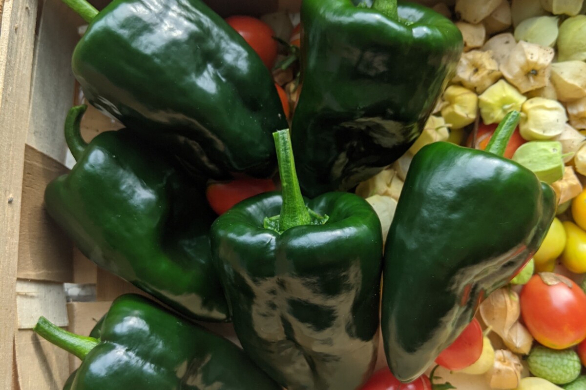 Poblano peppers in a basket