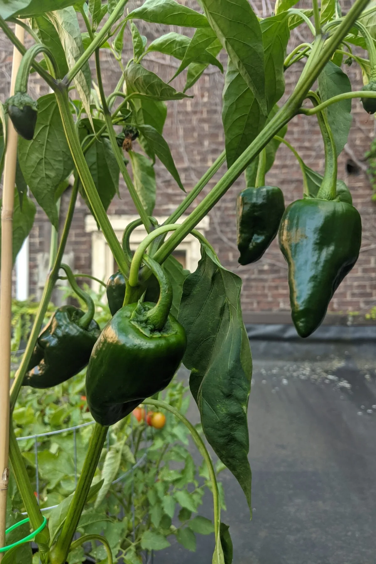 Poblano pepper plant