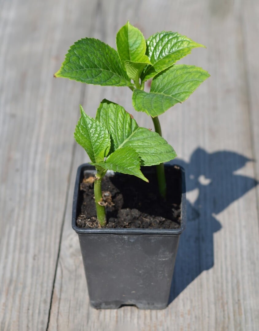 5 Spring Hydrangea Jobs for Beautiful Summer Blooms
